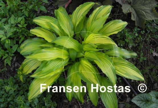 Hosta Spritzer